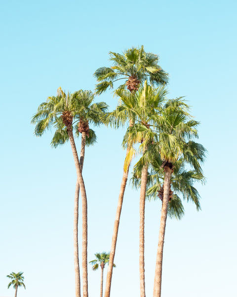 Tropical, colorful photography with a clean and minimal vibe. Great for boho decor or modern home. Summer inspired photography art print.