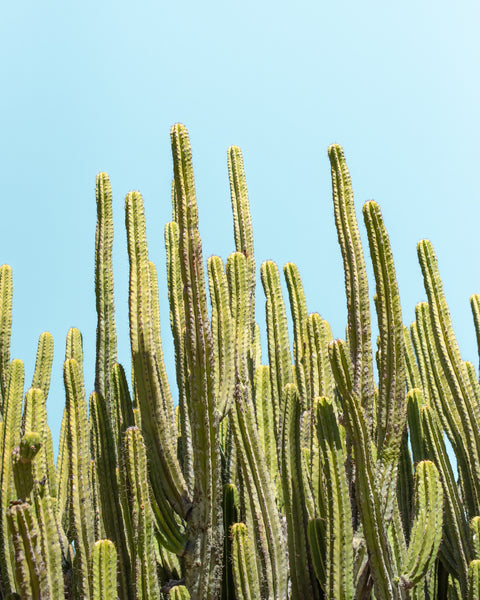 Abstract cactus photography print for wall art