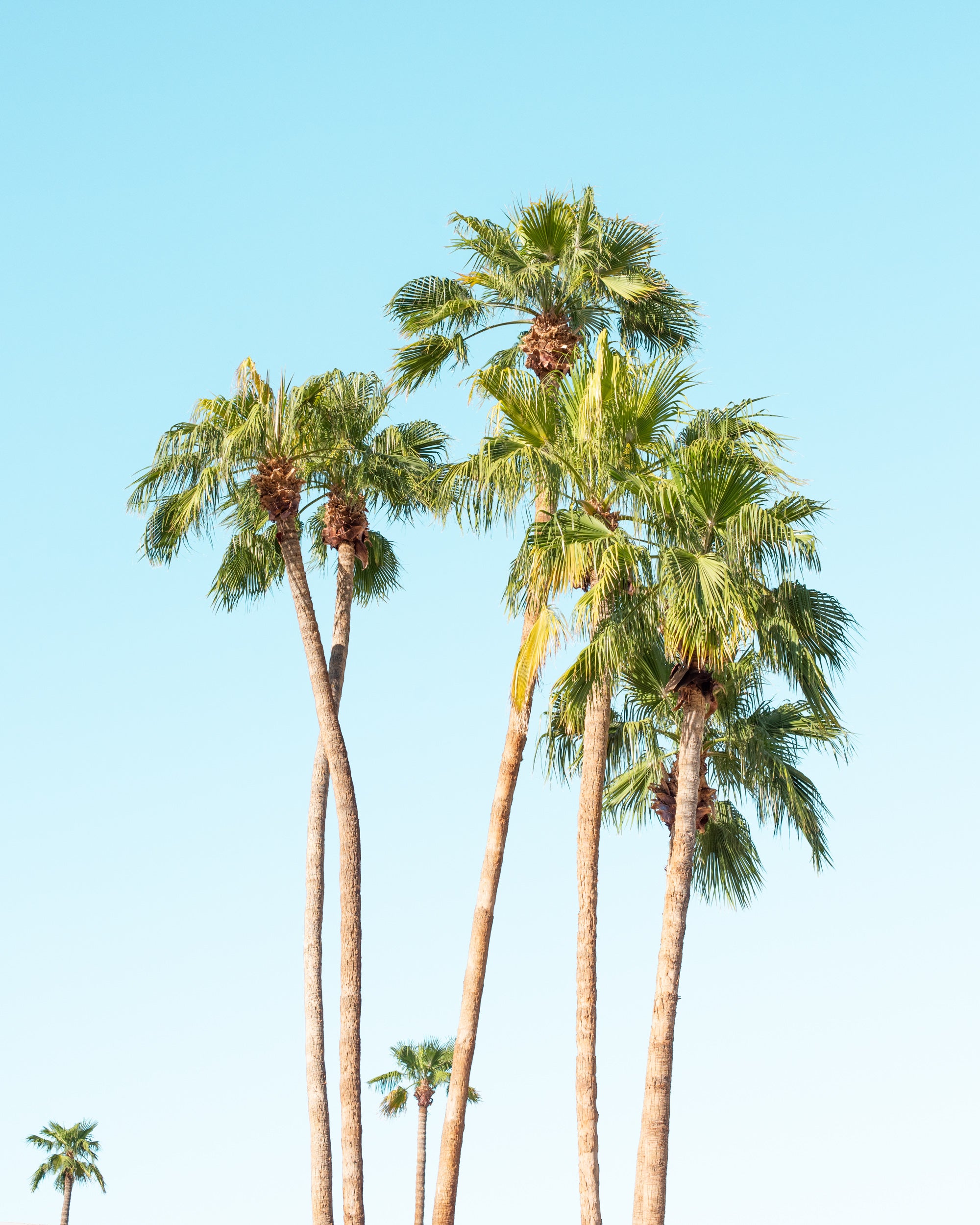 Tropical, colorful photography with a clean and minimal vibe. Great for boho decor or modern home. Summer inspired photography art print. 