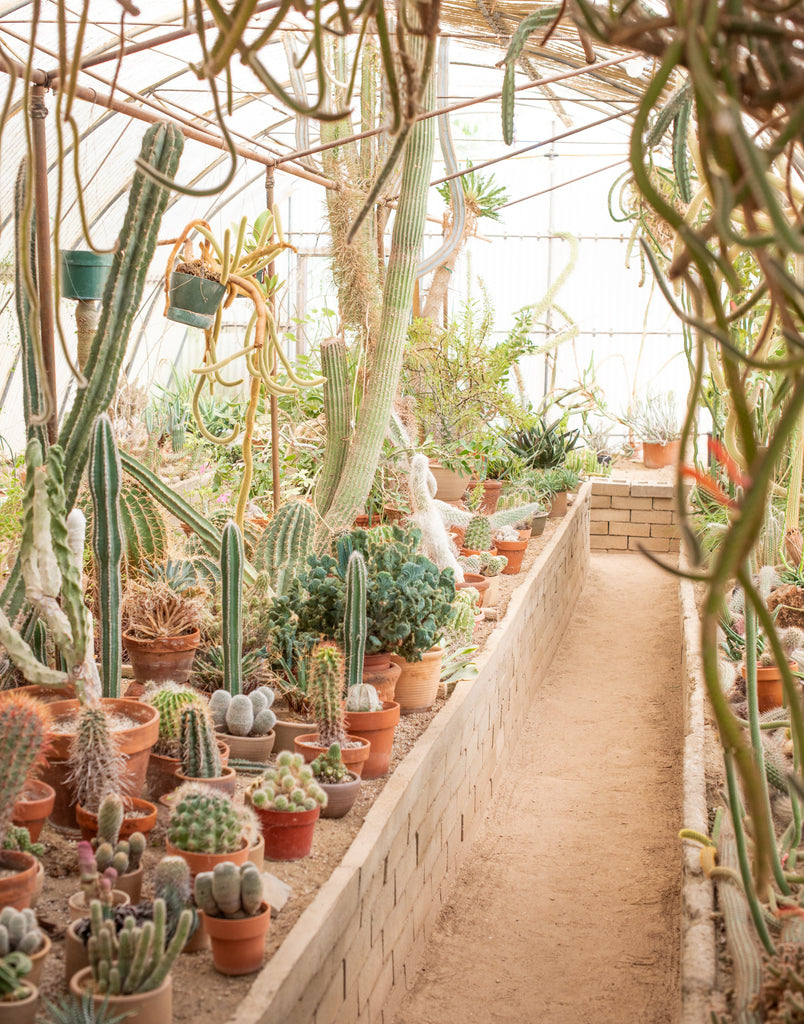 Desert inspired photography for your home. Cactus, succulents, and other California plants in green house. 
