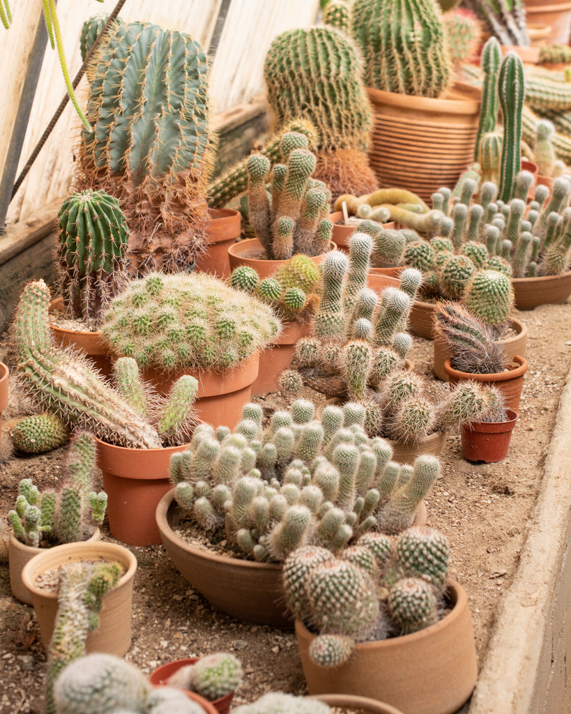 Desert vibe art print photography wall art. Succulents and cactus wall art. 