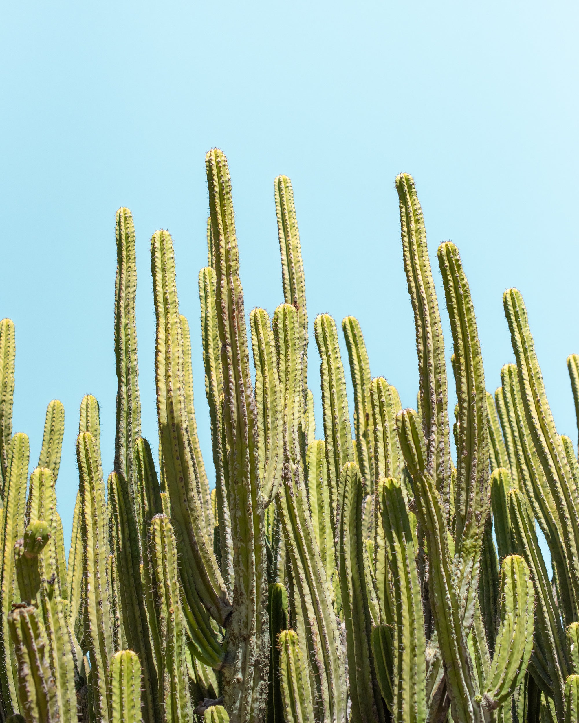 Abstract cactus photography print for wall art