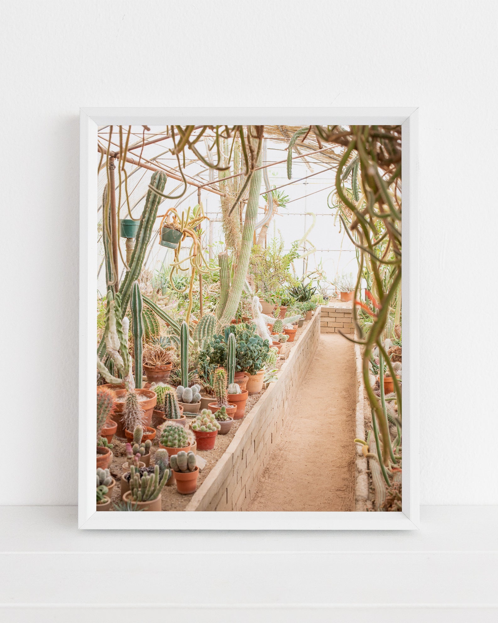 Cactarium Print