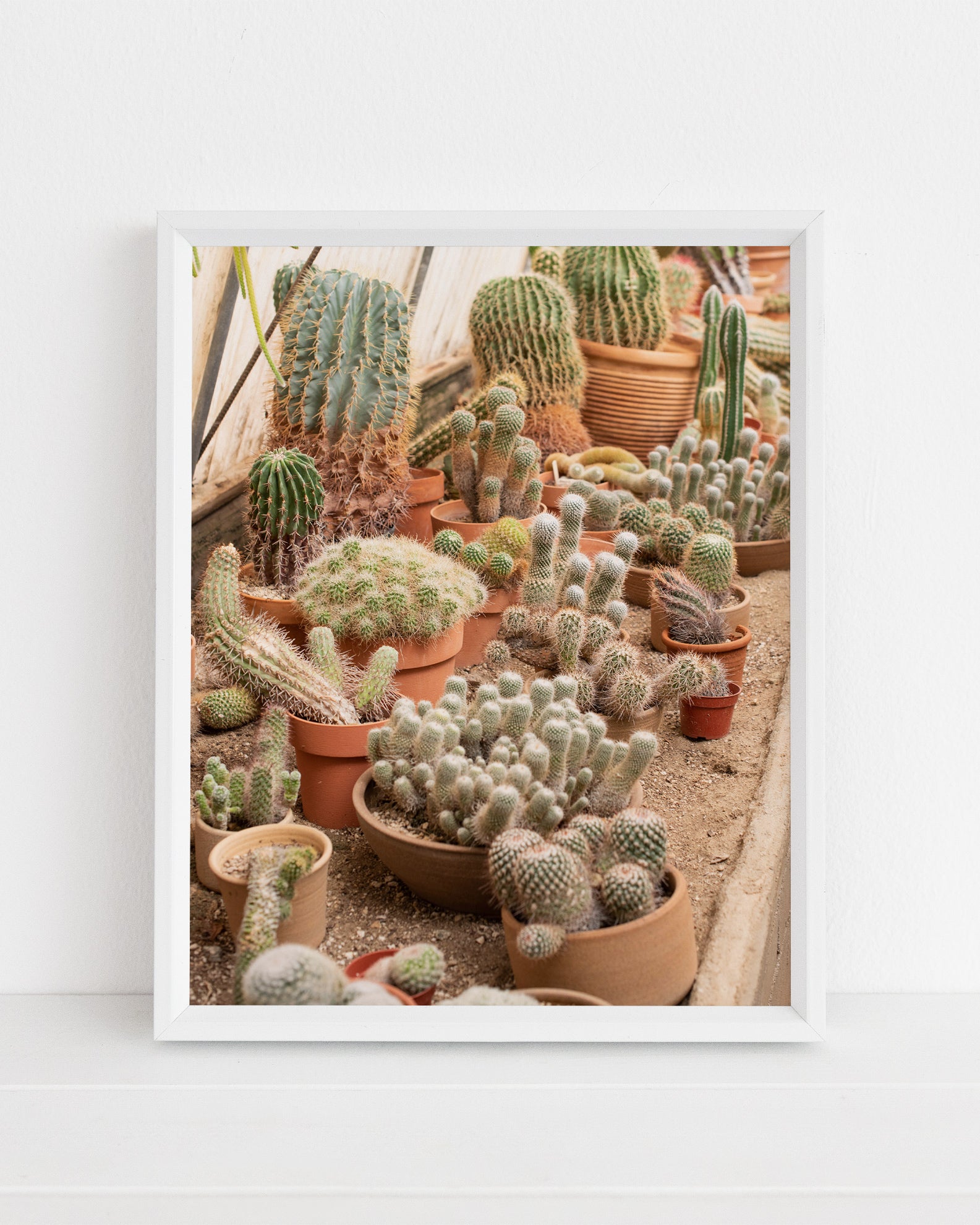Cactarium II Print