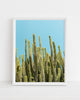 Abstract cactus photography print for wall art
